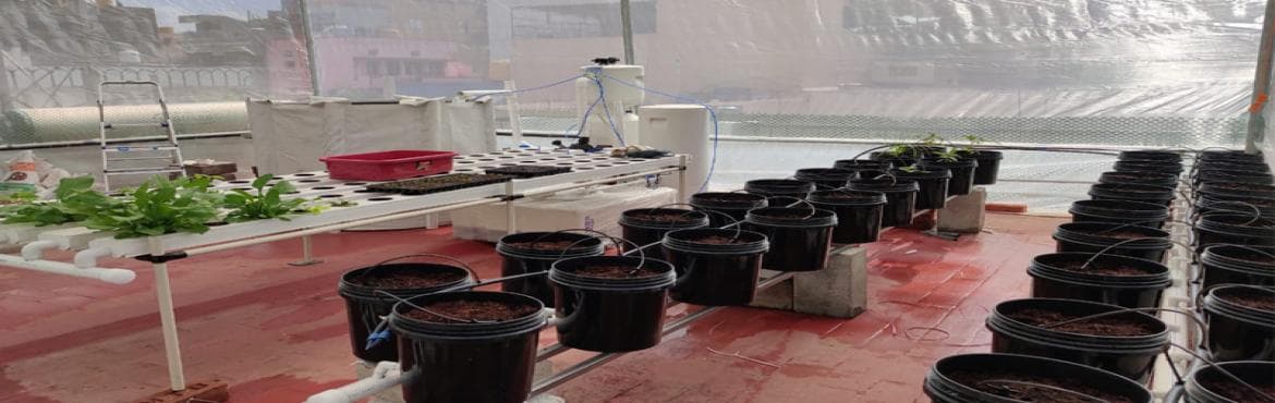 online Hydroponics and Aquaponics Workshop