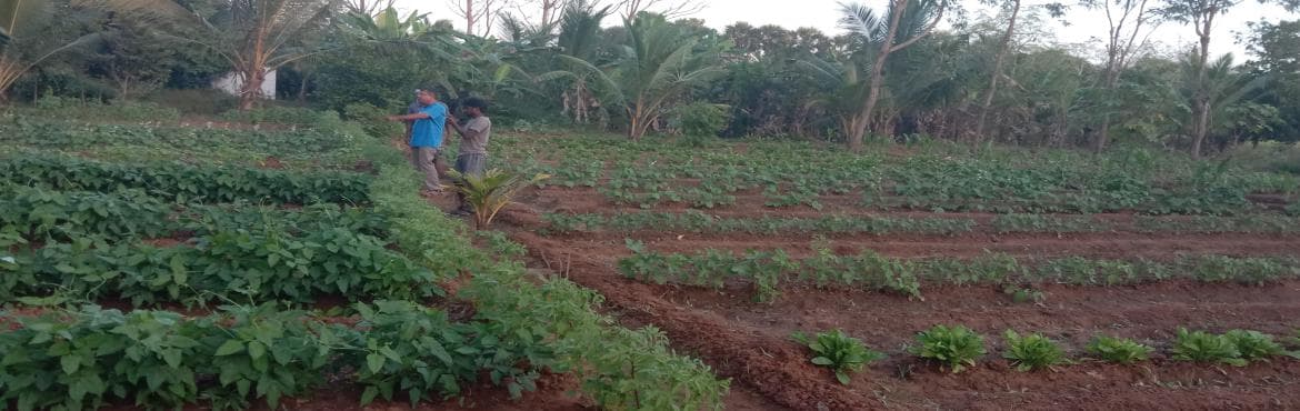 Webinar: An Overview of Organic Multicropping